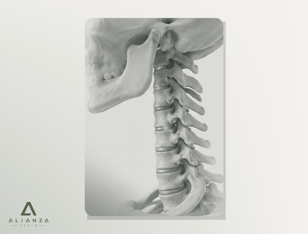 Realistische anatomische weergave van de cervicale wervelkolom