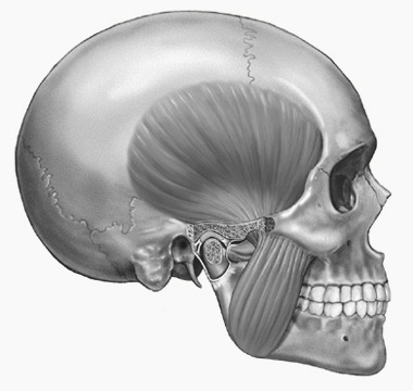 Anatomie van de kauwspieren
